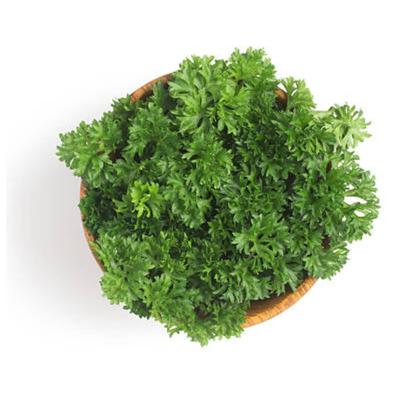 Imagem de Sementes de Salsa Crespa TOPSEED