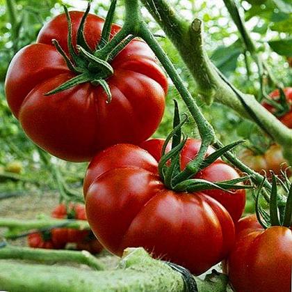 Imagem de Sementes de Tomate Marmande Gaucho Maçã Envelope C/ 600mg de Sementes