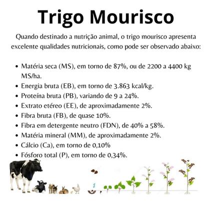 Imagem de Sementes de Trigo Mourisco p/ Plantio 5kg - TRIGO MOURISCO / SARRACENO