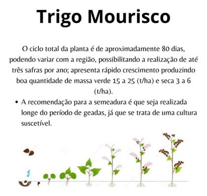 Imagem de Sementes de Trigo Sarraceno p/ Ovinos e Caprinos 5kg - TRIGO MOURISCO / SARRACENO