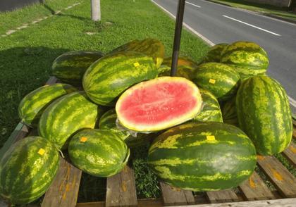 Imagem de Sementes Melancia Conquista 1000 Und - Para Plantio no Verão com Ciclo de até 100 Dias