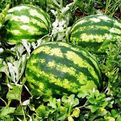 Imagem de Sementes Melancia Crimson Sweet TOPSEED