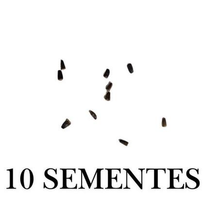 Imagem de Sementes S26 Almeirão Catalonha Frescor e Sabor Amargo Sua Horta cultivo Cozinha Qualidade