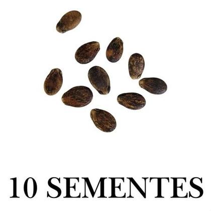 Imagem de Sementes S58 Melancia Crimson Sweet Original Doçura e Qualidade Garantida na Sua Horta Clima