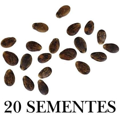 Imagem de Sementes S58 Melancia Crimson Sweet Original Doçura e Qualidade Garantida na Sua Horta Clima