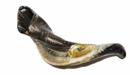 Imagem de Shofar Chifre De Carneiro De Tocar PRETO - 25 A 29 Cm - De Israel