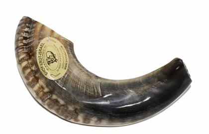 Imagem de Shofar Chifre De Carneiro De Tocar PRETO - 25 A 29 Cm - De Israel