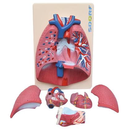 Imagem de Sistema Respiratório em Prancha 7 Partes, Anatomia