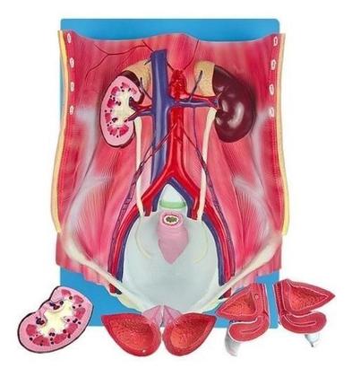 Imagem de Sistema Urinário Clássico Em 4 Partes, Anatomia
