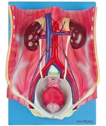 Imagem de Sistema Urinário Clássico Em 4 Partes, Anatomia