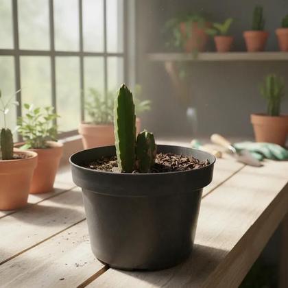 Imagem de Stapelia Grandiflora 'Pink Fur' - Suculenta Exótica