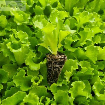 Imagem de Substrato Carolina Soil Padrão 8 kg 45l Germinação Jardim