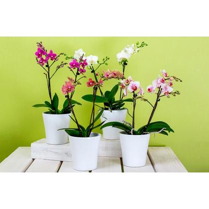 Imagem de Substrato Classe A CPC Garden Orquídea