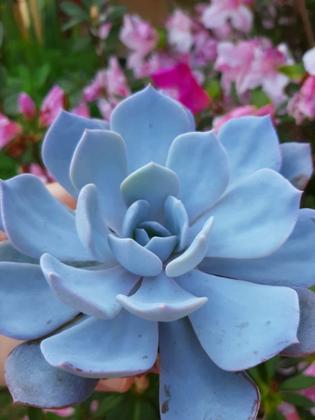 Imagem de Suculenta echeveria diva