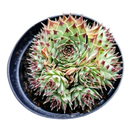 Imagem de SUCULENTA SEMPERVIVUM CALCARIUM GREENii