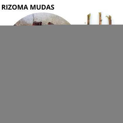 Imagem de Super Banana Maçã Doce Grande 1 Muda Jardim Horta Pomar Envio Imediato Pronta entrega