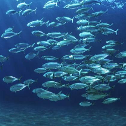 Imagem de Super Ômega3 Tg Liquid 150 Ml (30 Doses) Essential