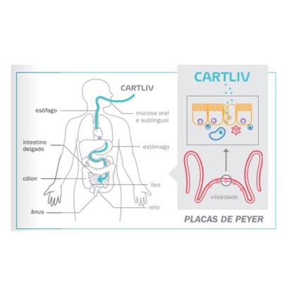 Imagem de Suplemento Alimentar Colágeno Cartliv Articulação  Equaliv