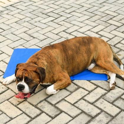 Imagem de Tapete Gelado Pet Cães E Gatos Tamanho Gg 50x90cm Azul