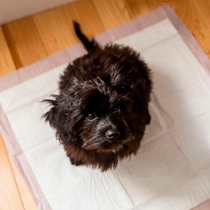 Imagem de Tapete Higiênico Para Cachorro Cães Pet Super Tapetão 80x60 Com 30 Un.