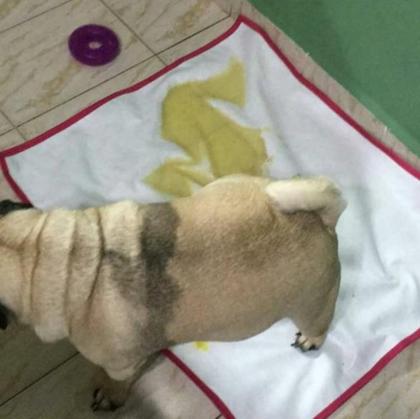 Imagem de Tapete Higienico Sanitario Lavavel Pet Xixi Facil