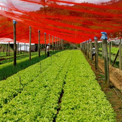 Imagem de Tela Sombrite Vermelha Agrícola Estufa Horta 30% 3x6,5