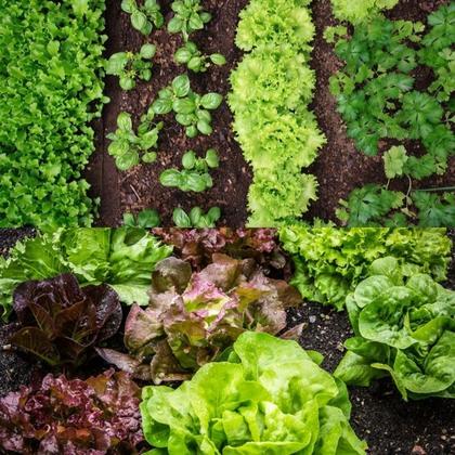 Imagem de Terra vegetal adubada orgânica pronta para uso 2 kg Mogifertil