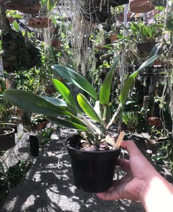 Imagem de Touceira De Orquídea Cattleya 07 Bulbos Adulta Já Florindo