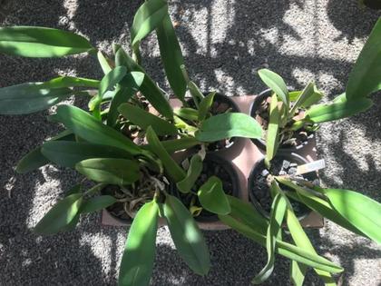 Imagem de Touceira De Orquídea Cattleya 07 Bulbos Adulta Já Florindo