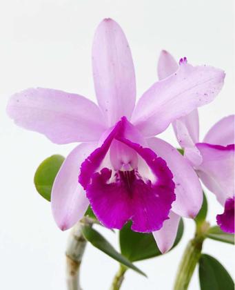 Imagem de Touceira Orquídea Cattleya Intermedia Muda Adulta 