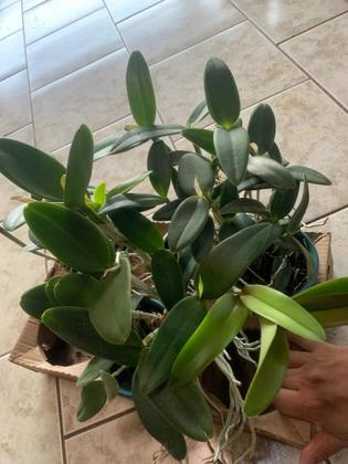 Imagem de Touceira Orquídea Cattleya Intermedia Muda Adulta 