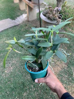 Imagem de Touceira Orquídea Cattleya Intermedia Muda Adulta 
