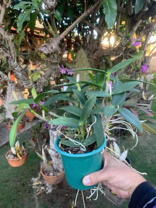 Imagem de Touceira Orquídea Cattleya Intermedia Muda Adulta 