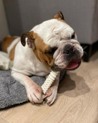 Imagem de Toy Chew Toy Nylabone Power Chew Textured Souper Bone para cães