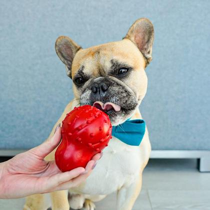 Imagem de Toy Chew Toy Nylabone Strong Cone, recheável para cães pequenos