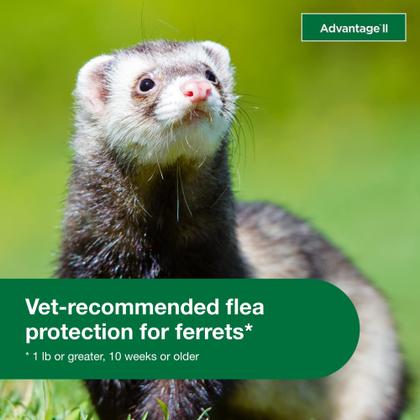 Imagem de Tratamento e prevenção de pulgas Advantage II Ferret 0,5+ kg