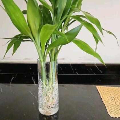 Imagem de Vaso 21cm de vidro para flores - transparente  para decoração - decore sua casa com  suporte para vela