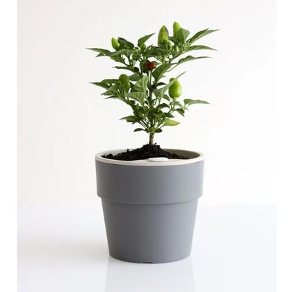 Imagem de Vaso Auto Irrigável M Horta Vasos Para Plantas Tempero Flores Chumbo OU