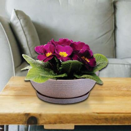 Imagem de Vaso Bacia De Polietileno Concha Riscado Cachepot Planta Suculentas com Prato - N.9 - Diam. 250 X 90 mm