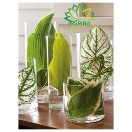 Imagem de Vaso Cilindro Tubo de Vidro 10x30 Arranjos Atemporal Decoração Sala Mesa Studio Pinterest