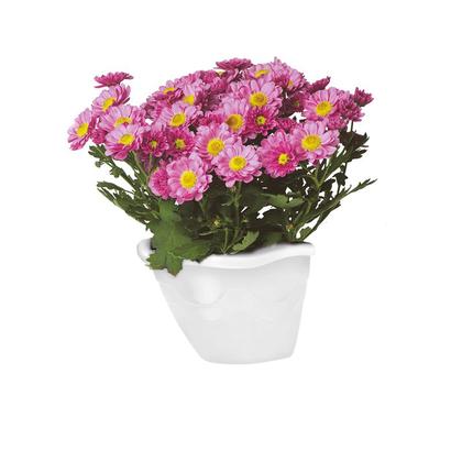 Imagem de Vaso De Parede P Kit Com 10 - Jardim Vertical Orquidea Suculenta Ervas Horta