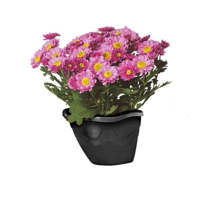 Imagem de Vaso De Parede P Kit Com 10 - Jardim Vertical Orquidea Suculenta Ervas Horta