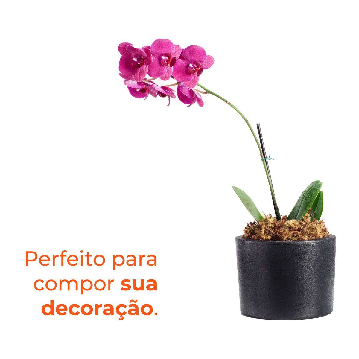 Imagem de Vaso Decorativo Gramado Pedra Terrano
