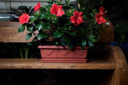 Imagem de Vaso Jardineira com Prato 35 cm Nutriplan cor