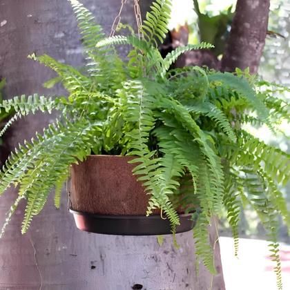 Imagem de Vaso Redondo Pendurar Nutricoco Suspenso Kit Completo N3