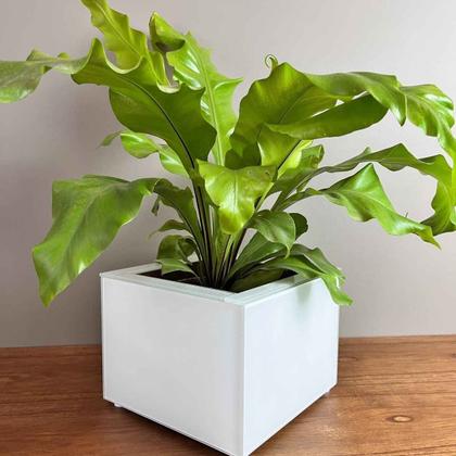 Imagem de Vaso Zara Pequeno - Em MDF Revestido com Vidro