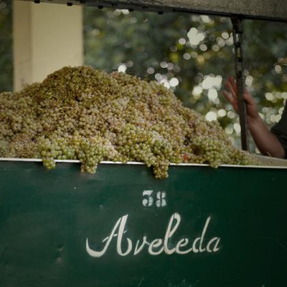 Imagem de Vinho Branco Português Aveleda Loureiro 750ml