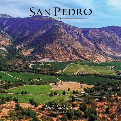 Imagem de Vinho Tinto Chileno Gato Negro 9 Lives Reserva Carmenere