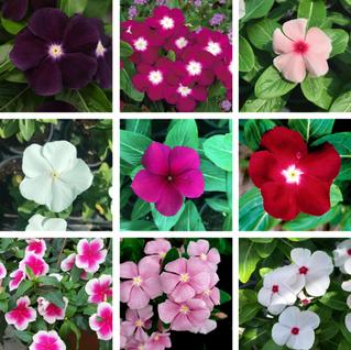 20 Sementes de Vinca (Boa-noite, Unha-de-gato) Sortidas