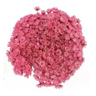 3 Sempre Vivas Rosa, Branca e Pink I Flores Desidratadas